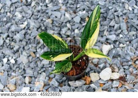 Monstera Standleyana Aurea Variegated In The Pot