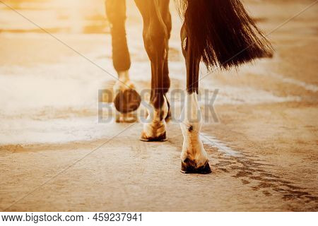 A Beautiful Black Horse With A Long Tail Is Walking Along The Road, Stepping With Shod Hooves On Wet