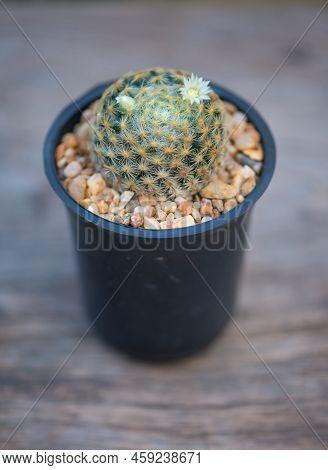 Mammillaria Schiedeana In Black Flower Pot Show Nature Background