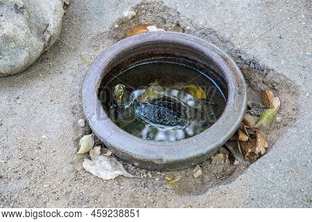 The Turtle Was Raised In A Small Pond, And Lifted Its Neck To Breathe.