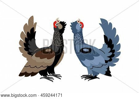 Forest Birds. Decorative Capercaillies With Red Eyebrows.  Color Vector Illustration Isolated On A W