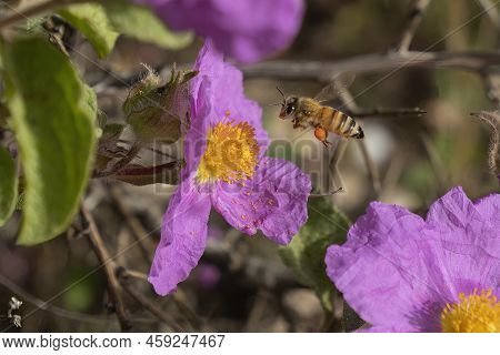 A Honey Bee At Flight, During Feeding Off A Pink Rock Rose.