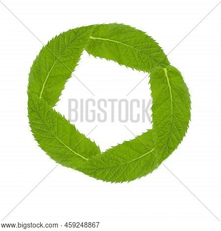 Frame Of Mint Leaves On White Isolated.