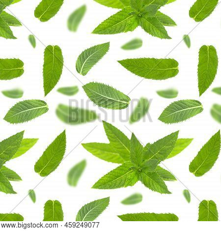 Seamless Pattern With Mint Leaves On White.