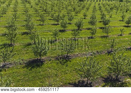 Growing Apples View From A Quadcopter, Orchard Photo From Height, Young Apple Orchard From A Height.