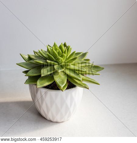 Echeveria In A Beautiful Ceramic Pot On A Beige Table In The Kitchen As An Interior Decoration. Plac
