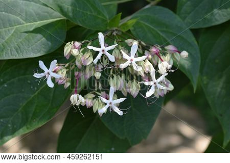 Harlequin Glory Bower Flowers.lamiaceae Deciduous Plants.the Flowering Season Is From August To Sept