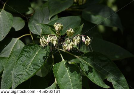 Harlequin Glory Bower Flowers.lamiaceae Deciduous Plants.the Flowering Season Is From August To Sept