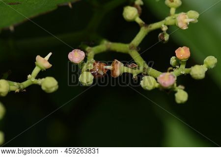Bush Killer Flowers. Vitaceae Perennia Vine Weeds. Blooms From June To August. A Weed That Grows On 