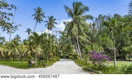 Hiking Trails Are Laid In The Tropical Garden.  Tall Palm Trees Grow Along The Paths. Bushes Bloom O