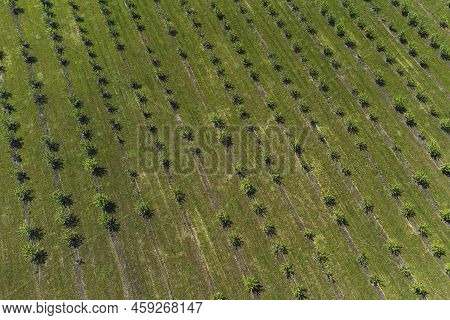 Growing Apples View From A Quadcopter, Orchard Photo From Height, Young Apple Orchard From A Height.