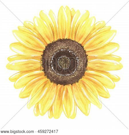 Sunflower. Watercolor Vintage Illustration. Isolated On A White Background. For Design Of Stickers, 