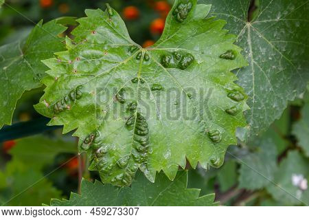 Grapevine Leaves With Erinosis, A Disease Of The Mite Colomerus Vitis