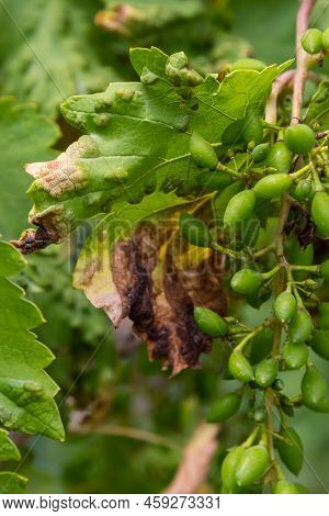 Grapevine Leaves With Erinosis, A Disease Of The Mite Colomerus Vitis