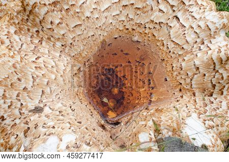 Close-up Of Scaly Tinder Fungus, Cerioporus Squamosus, On Stump. Beautiful Brown Mushroom With Crack