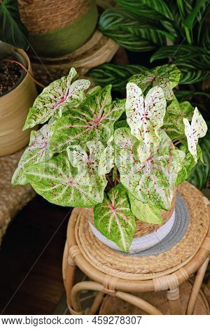 Exotic Houseplant With Botanic Name 'caladium Miss Muffet' With Pink And Green Leaves With Red Dots 