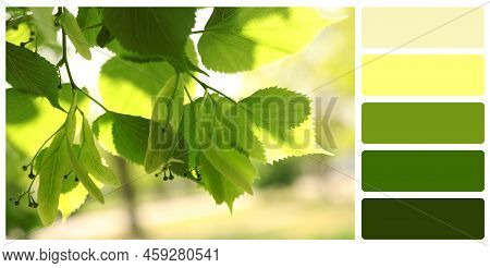 Color Palette Appropriate To Photo Of Tree With Fresh Green Leaves Outdoors On Sunny Day, Closeup