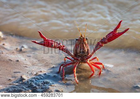 American Red Crayfish (procambarus Clarkii) With Claws Extended.