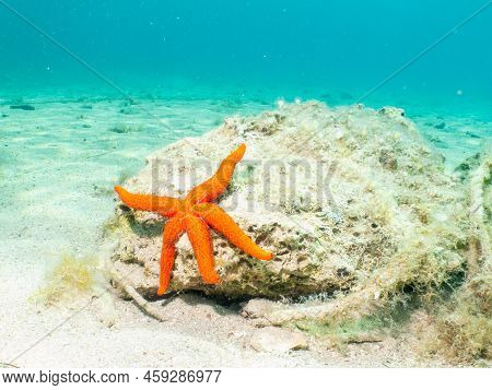 A Seastar On A Rock At A Sandy Beach. Mediterranean Holiday Photo. Turquoise Blue Water In The Backg