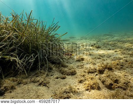 Seagrass At A Sandy Beach. Sun Rays Penetrate Turquoise Water In The Background