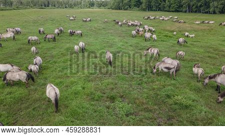 Aerial View Of Tarpan Horses In Nature. Wild Horses. Wildlife And Nature Background. Herd Of Wild Ho