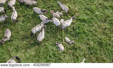 Tarpan Horses In Nature. Wild Horses. Wildlife And Nature Background. Herd Of Wild Horses Tarpan On 