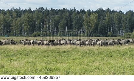 Tarpan Horses In Nature. Wild Horses. Wildlife And Nature Background. Herd Of Wild Horses Tarpan On 