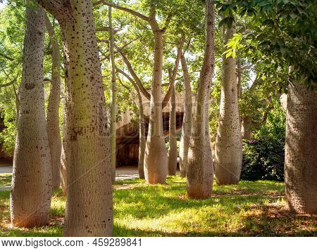 Several Chorisia Speciosa Trees In A Park With A Bridge Arch And A Road In The Background At A Sunny