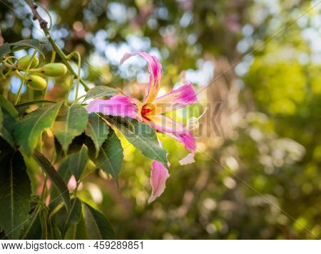Closeup Photo Of The Chorisia Speciosa Flower O A Branch.
