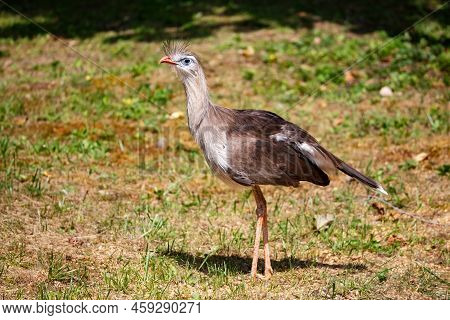 Red-legged Seriema. Bird And Birds. South American Fauna. Wildlife And Zoology. Nature And Animal Ph