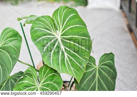 Philodendron Gloriosum, Araceae
Or Philodendron
Or P Gloriosum Plant