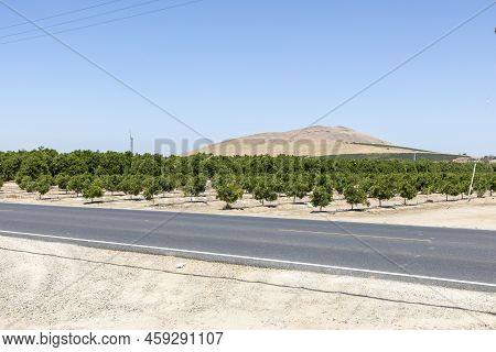 Orange Plantation Fields In California, In Woodland