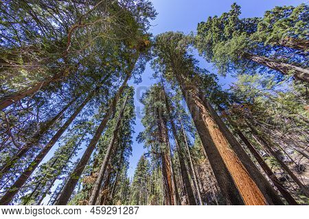 Old Giant Sequoia Trees In Sequoia Tree National Park At The Giant Trees Trail At Meadow