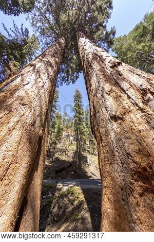 Old Huge Sequoia Trees In The Sequoia Tree National Park In Californien, Usa