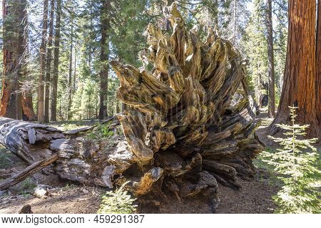 Old Huge Sequoia Trees In The Sequoia Tree National Park In Californien, Usa