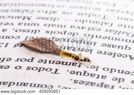 Moth Larva In Cocoon On Old Book, Feeding On Paper Or Cellulose, Macro Photo Of Urban Pest, Lack Of 