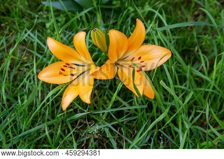 Flowers Of The Daurian Lily, Or Pennsylvania (latin Lilium Pensylvanicum) With Beautiful Yellow Peta