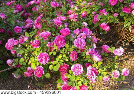 Blooming Rose Bush With Pink Rose Flowers Blossom Close-up Photo. Floral Natural Background Texture.
