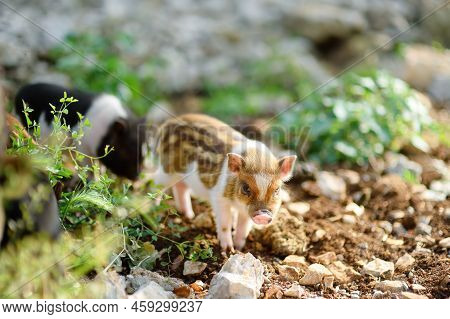 Small Piglets Breed Of Lop-bellied Are In Pigsty Of Local Farm. Growing Livestock Is A Traditional D