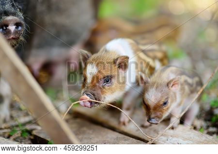 Small Piglets Breed Of Lop-bellied Are In Pigsty Of Local Farm. Growing Livestock Is A Traditional D