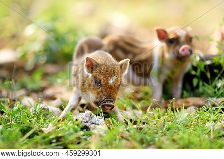 Small Piglets Breed Of Lop-bellied Are In Pigsty Of Local Farm. Growing Livestock Is A Traditional D