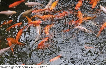Koi Karp In A Pond, Busy During Feeding Time, Many Fish