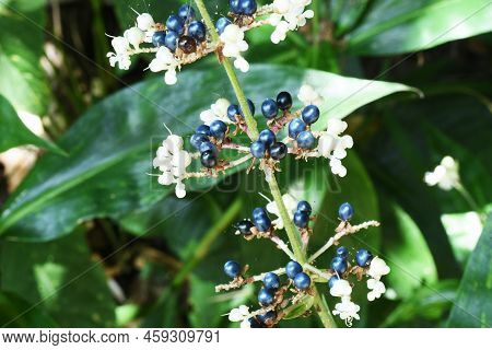 Pollia Japonica Flowers And Berries. Growing In Swampy Areas In Forests, White Flowers Bloom In Summ