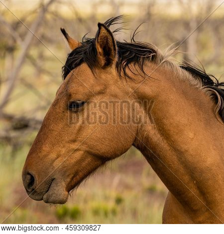 Profile Of Wild Horse In Mesa Verde National Park