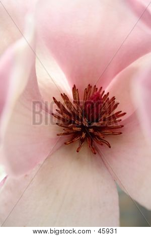 Magnolia makro
