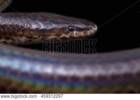 Xenopeltis Unicolor. Sunbeam Snake  Isolated On Black Background