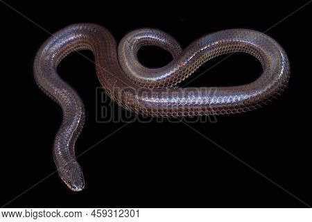 Xenopeltis Unicolor. Sunbeam Snake  Isolated On Black Background