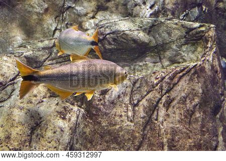 Salminus Brasiliensis Dorado, Golden Dorado, River Tiger Or Jawed Haracin - Large Predatory Freshwat