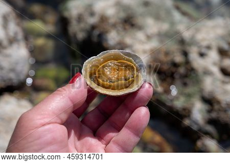 Edible Sea Water Molluscs Patella Caerulea, Species Of Limpet In Family Patellidae