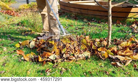 Raking Fallen Leaves From The Lawn. The Gardener Removes Fallen Leaves From The Grass In The Garden 